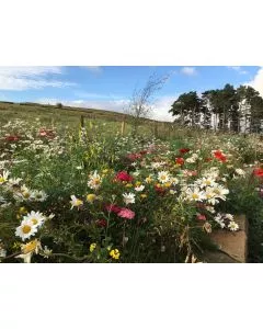 Wildflower Native Enriched Turf 