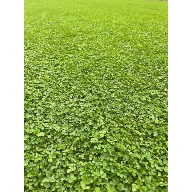 Clover Turf