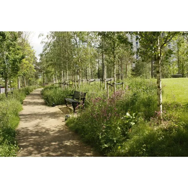 Wildflower Shade Tolerant Turf