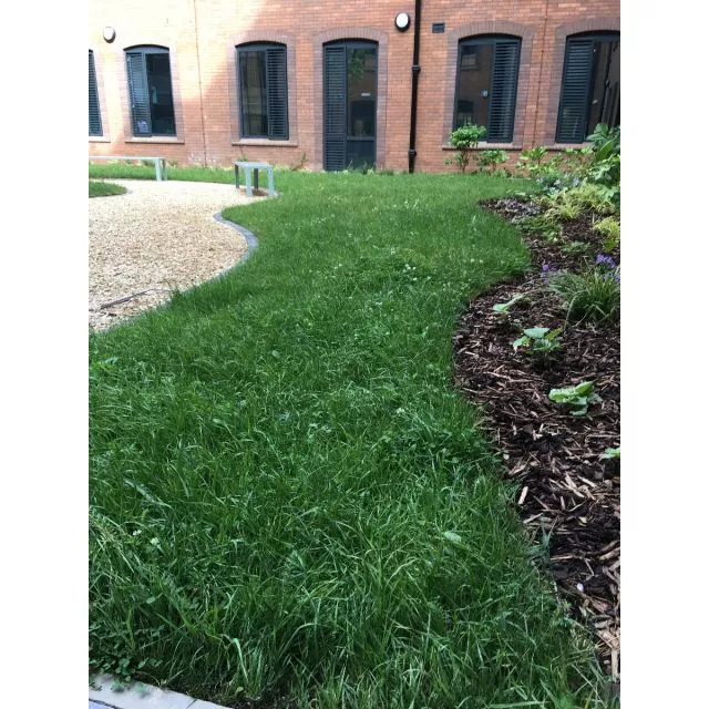 Species Rich Lawn Turf 