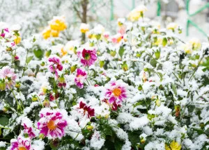 first snow on the flowers in a garden