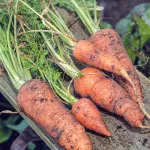 7 Easy Vegetables & Herbs to Grow at Home