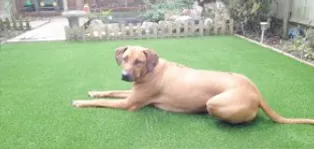 GREAT FOR PETS AND SAFE FOR CHILDREN