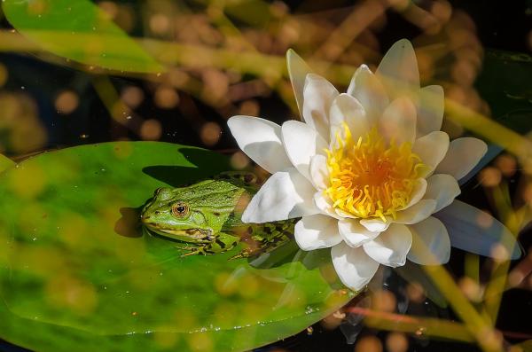 How To Work With Your Garden Wildlife