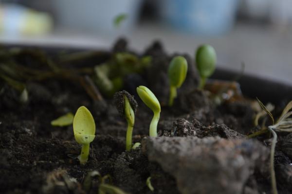 When is the best time to spread compost in your garden?