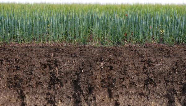 Topsoil and compost: what's the difference?