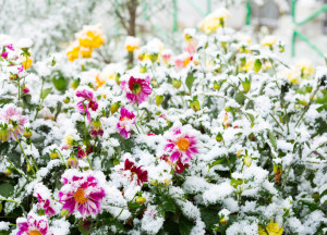 first snow on the flowers in a garden