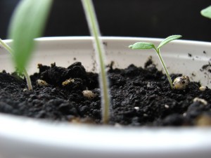 a picture of a seed growing