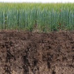 Topsoil and compost: what's the difference?